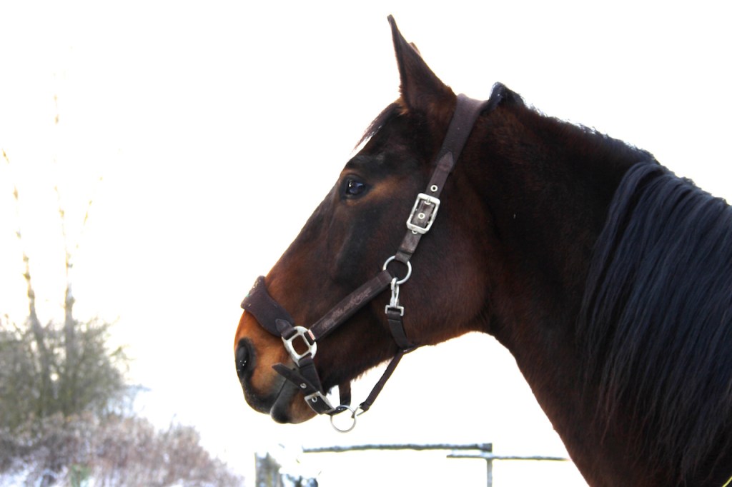 Nazir. Must be something very interesting in the bushes...