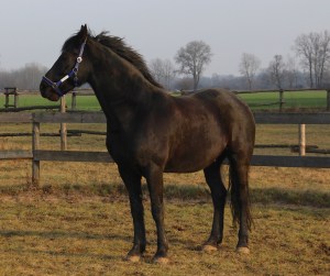 Weto is all tense and ready to run.