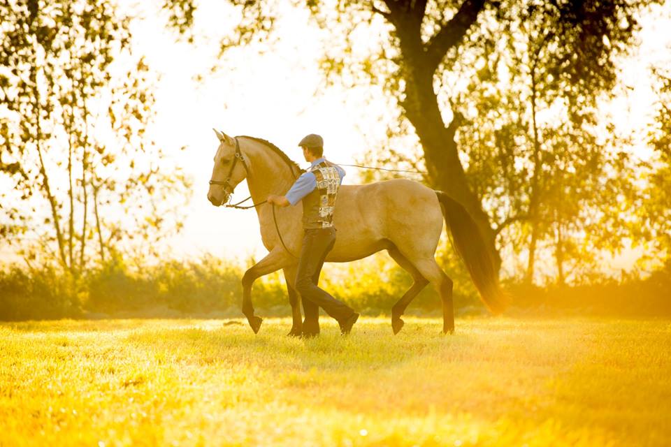 The Art of Riding – Bee and the Horse