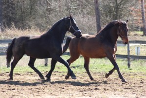Weto and Nazir, April 2016. Looking good!!!